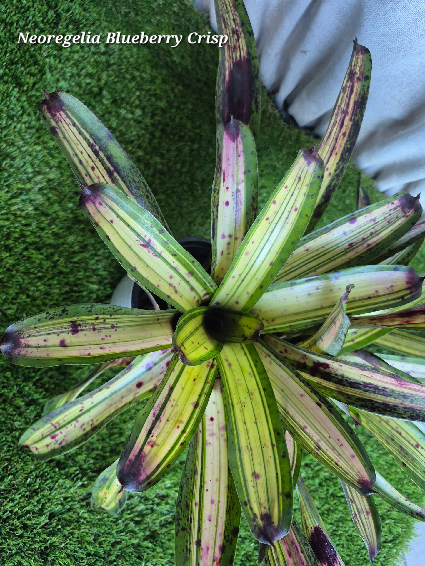 Neoregelia Blueberry Crisp (Lisa Vinzant)