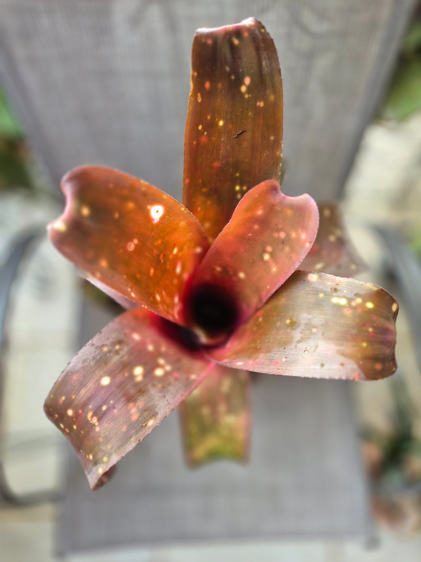 BILLBERGIA MIZ MOLLIE (COLECCION-Adulta)