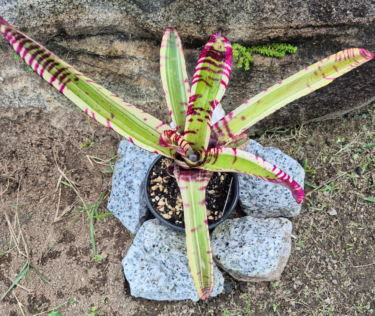 NEOREGELIA 'SK0TAK'S' BAZOOKA