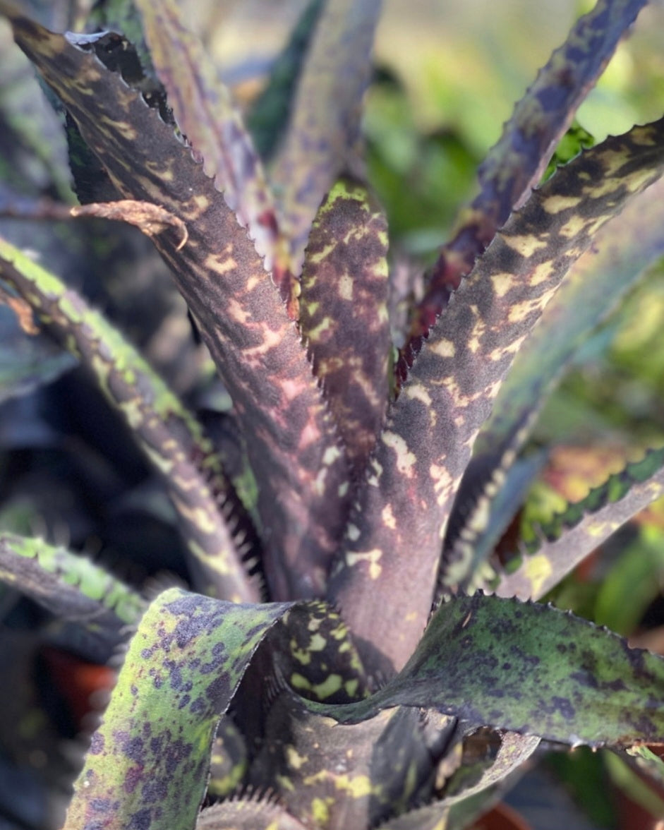 AECHMEA ORLANDIANA DARK CLON