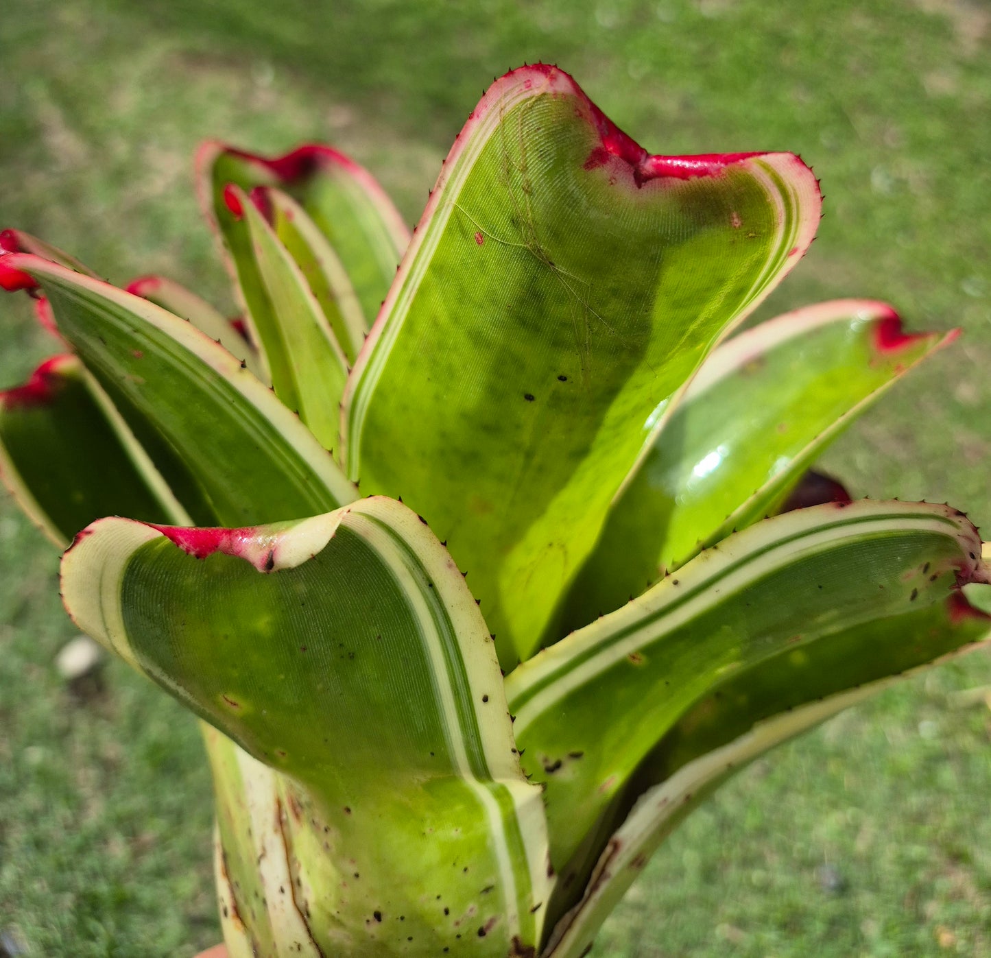 NEOREGELIA 9N X SNOWDEN (hijo)
