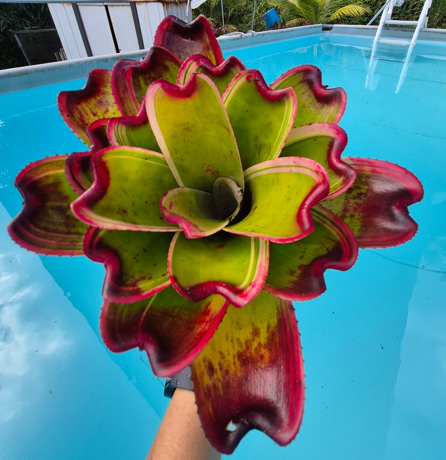 NEOREGELIA 9N X SNOWDEN (hijo)