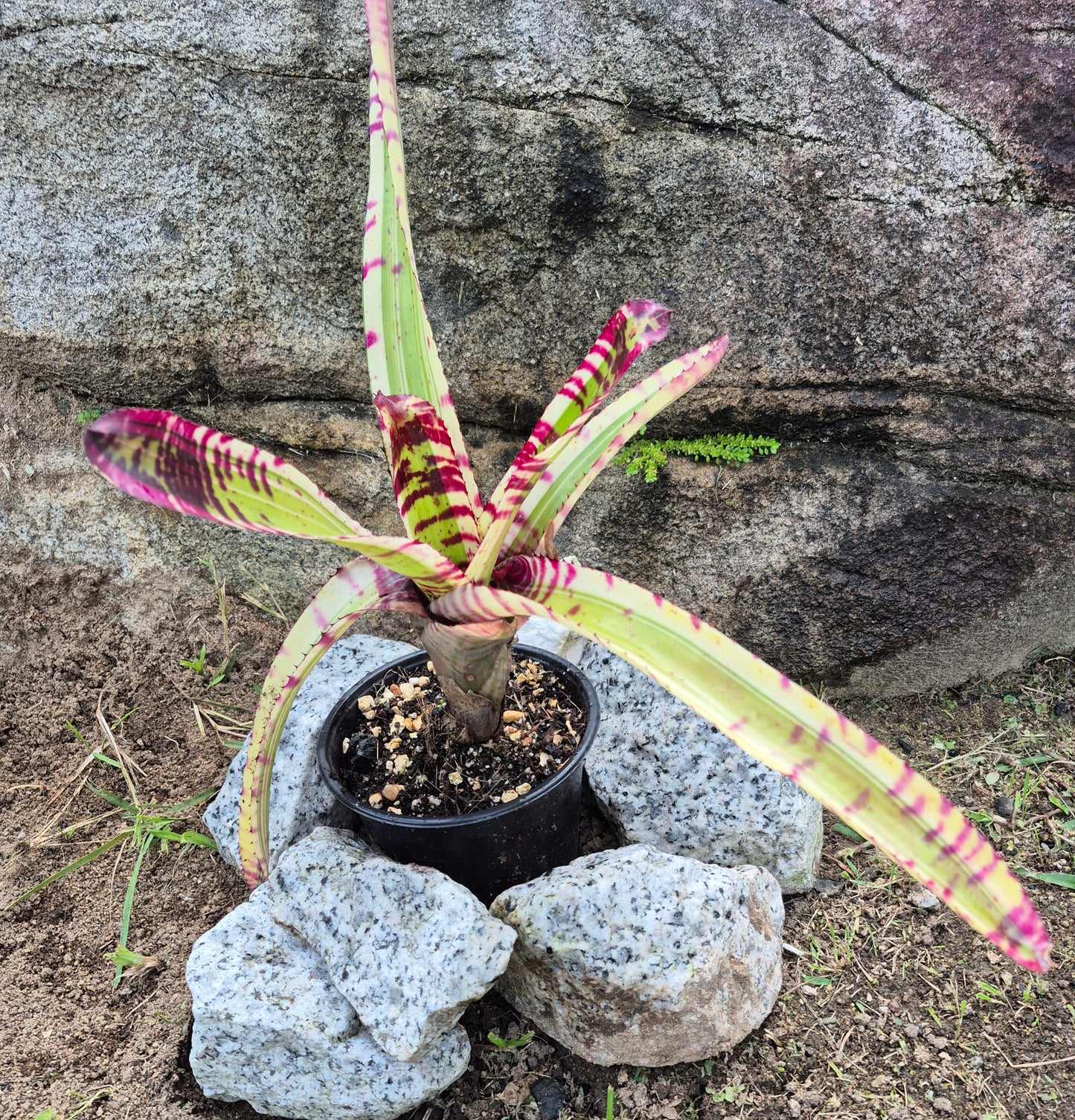 NEOREGELIA 'SK0TAK'S' BAZOOKA