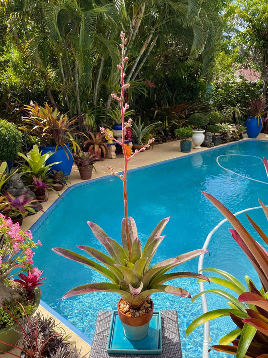 HOHENBERGIA "PURPLE MAJESTY" (COLECCION)