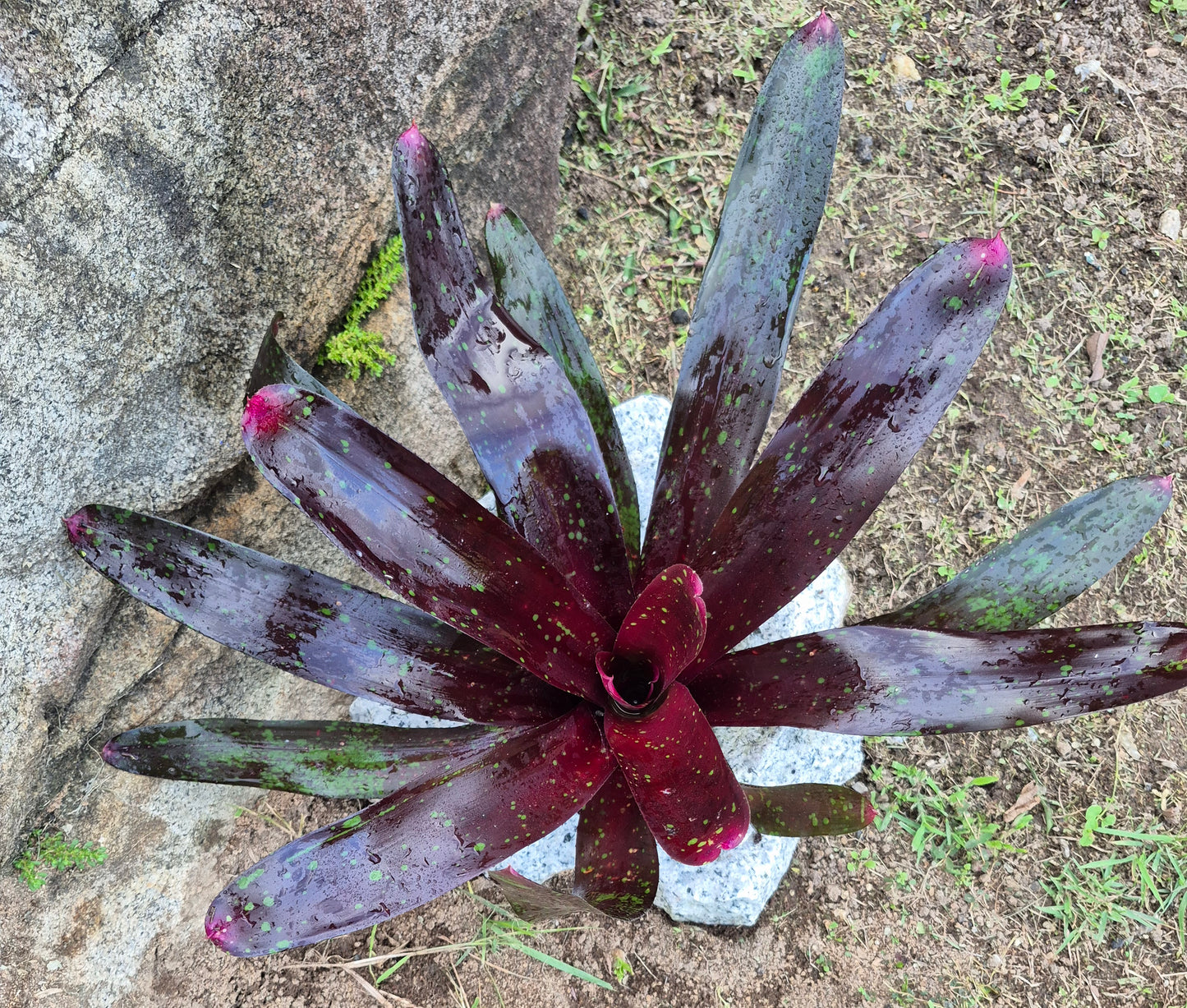 NEOREGELIA ROYAL BURGUNDY