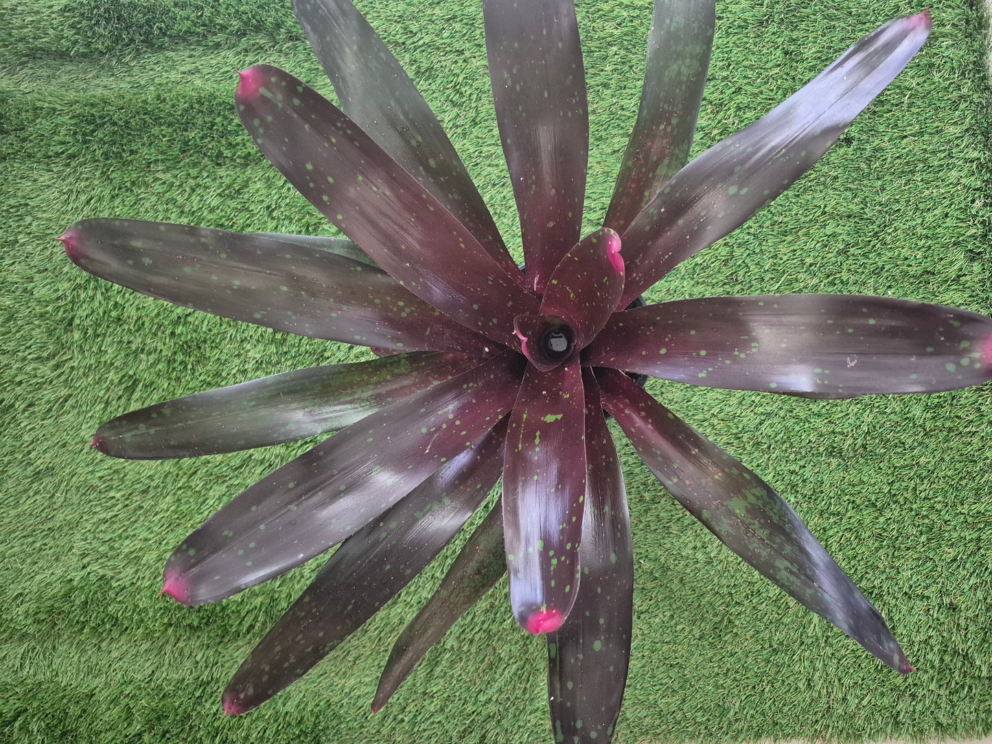 NEOREGELIA ROYAL BURGUNDY