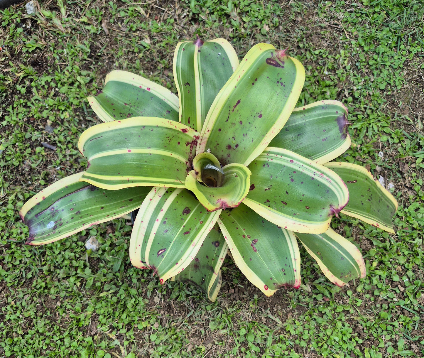 NEOREGELIA 'RED LIGHT SPECIAL'