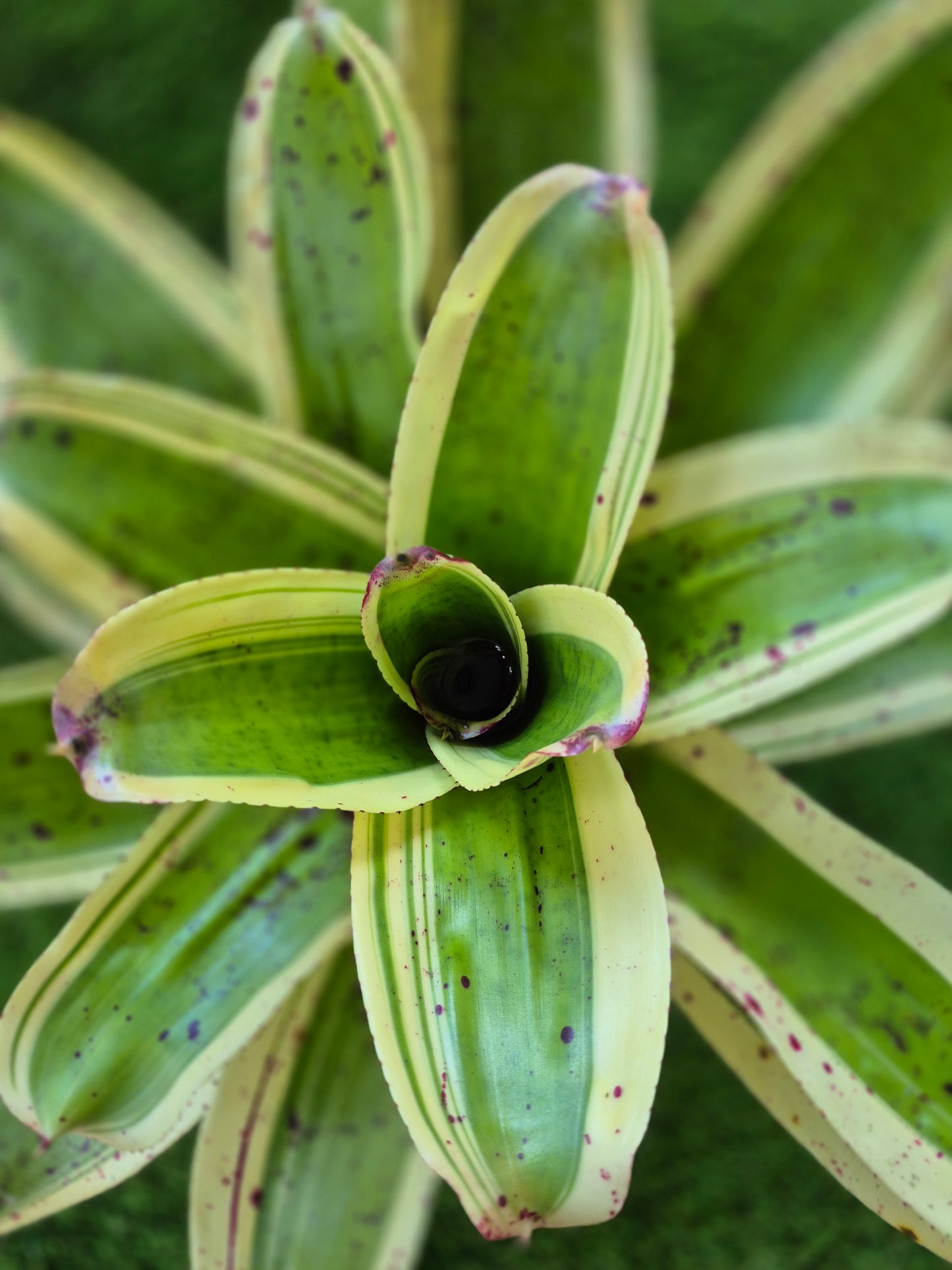NEOREGELIA 'INK-WELL' (ALBO-MARGINATED) - "CHESTER SKOTAK"