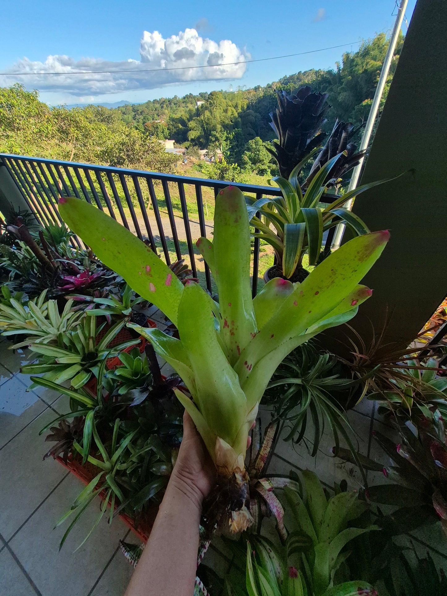 NEOREGELIA JOHANNIS