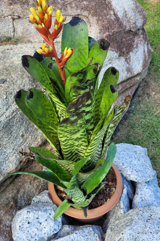 AECHMEA FOSTERIANA (Adulta)