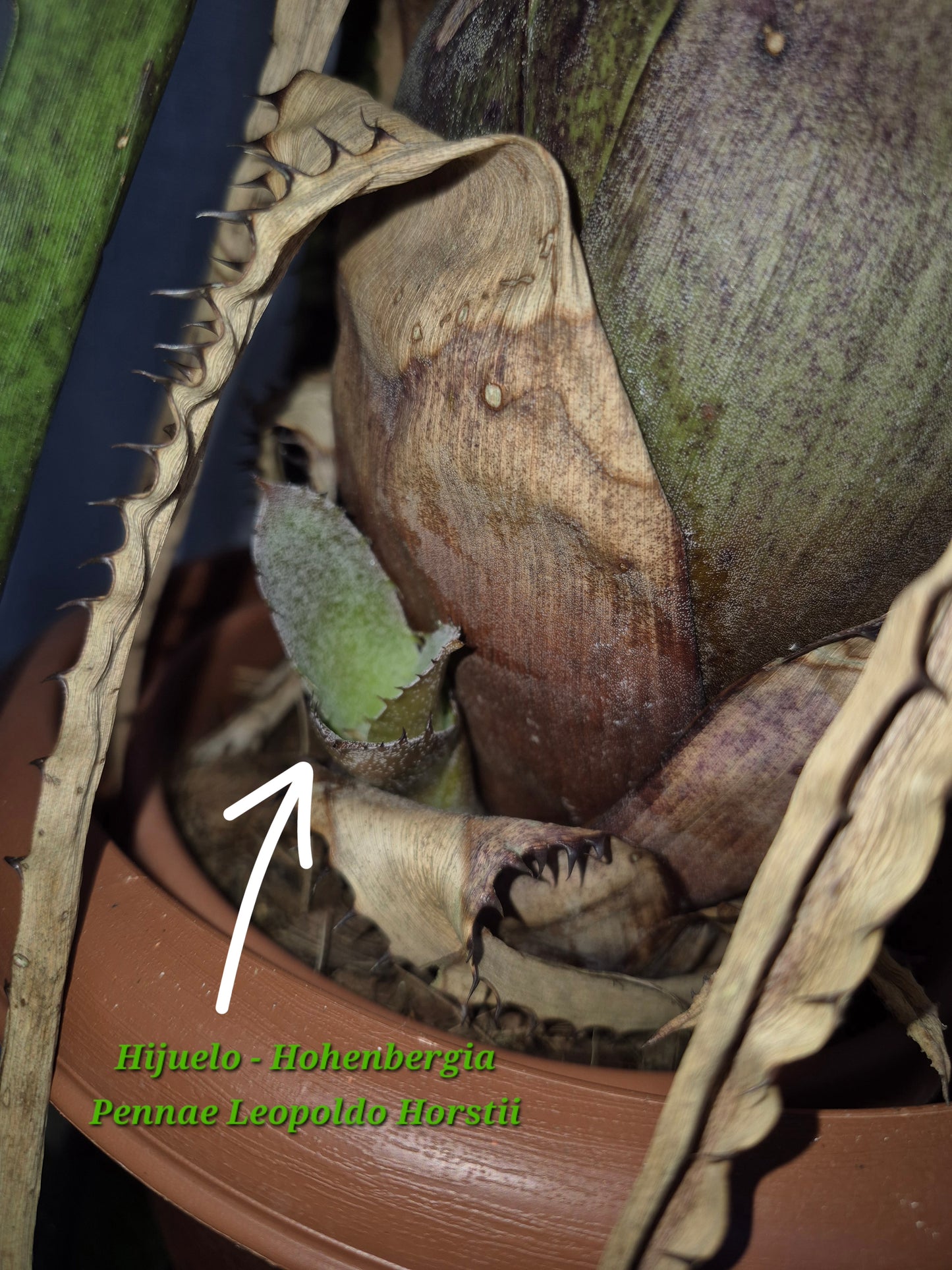 🍃 HOHENBERGIA PENNAE X LEOPOLDO HORSTII