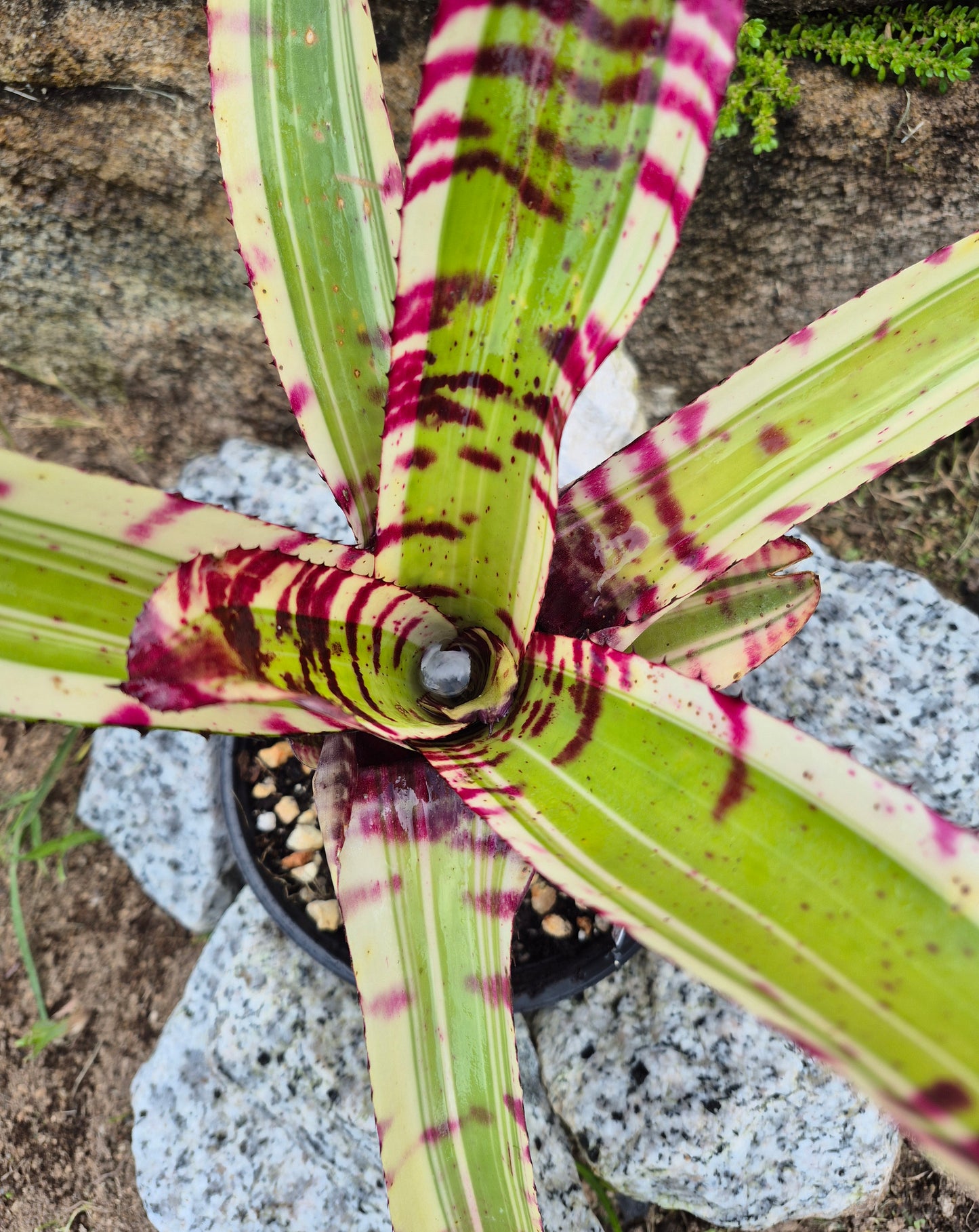 NEOREGELIA 'SK0TAK'S' BAZOOKA