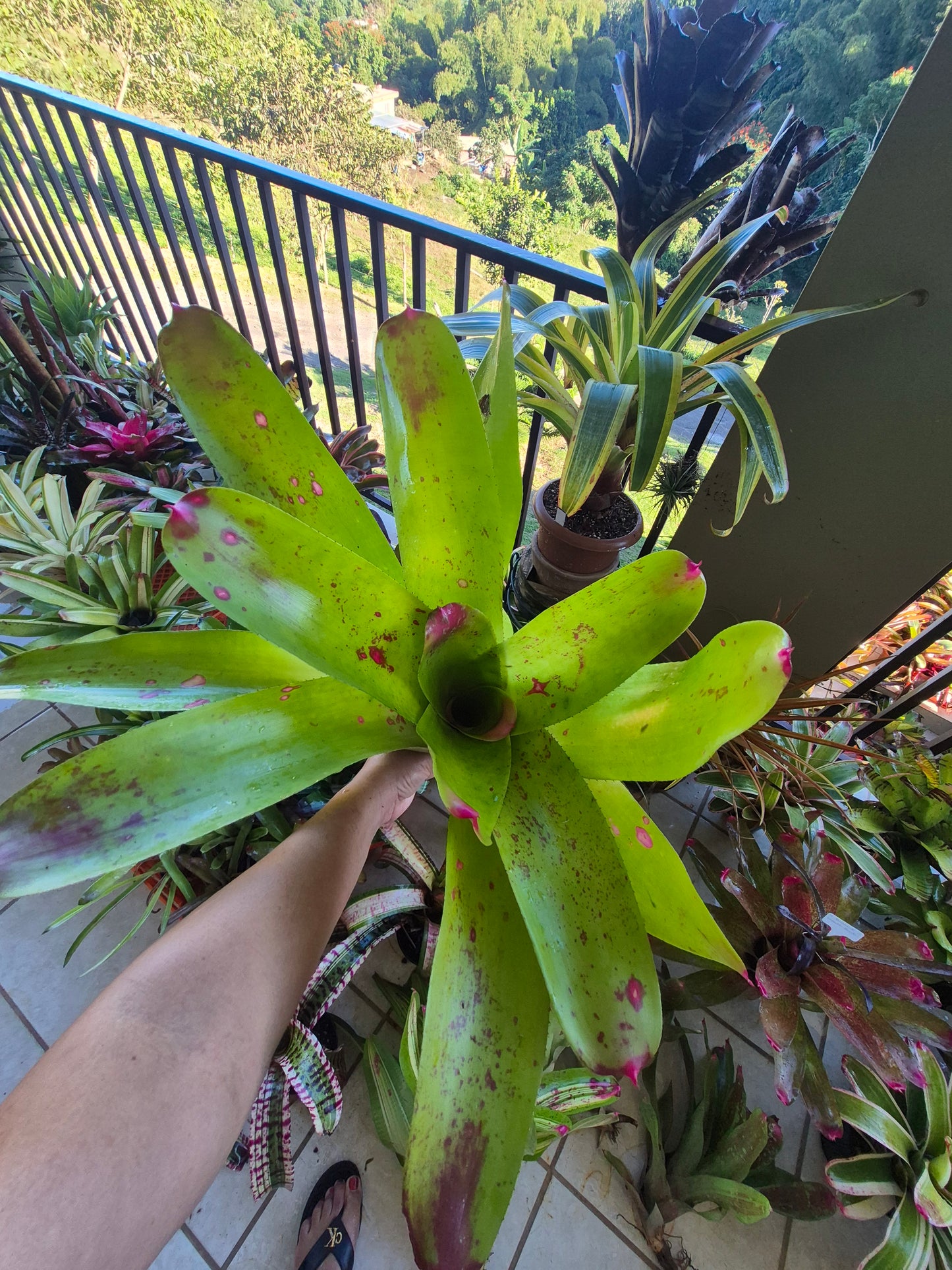 NEOREGELIA JOHANNIS
