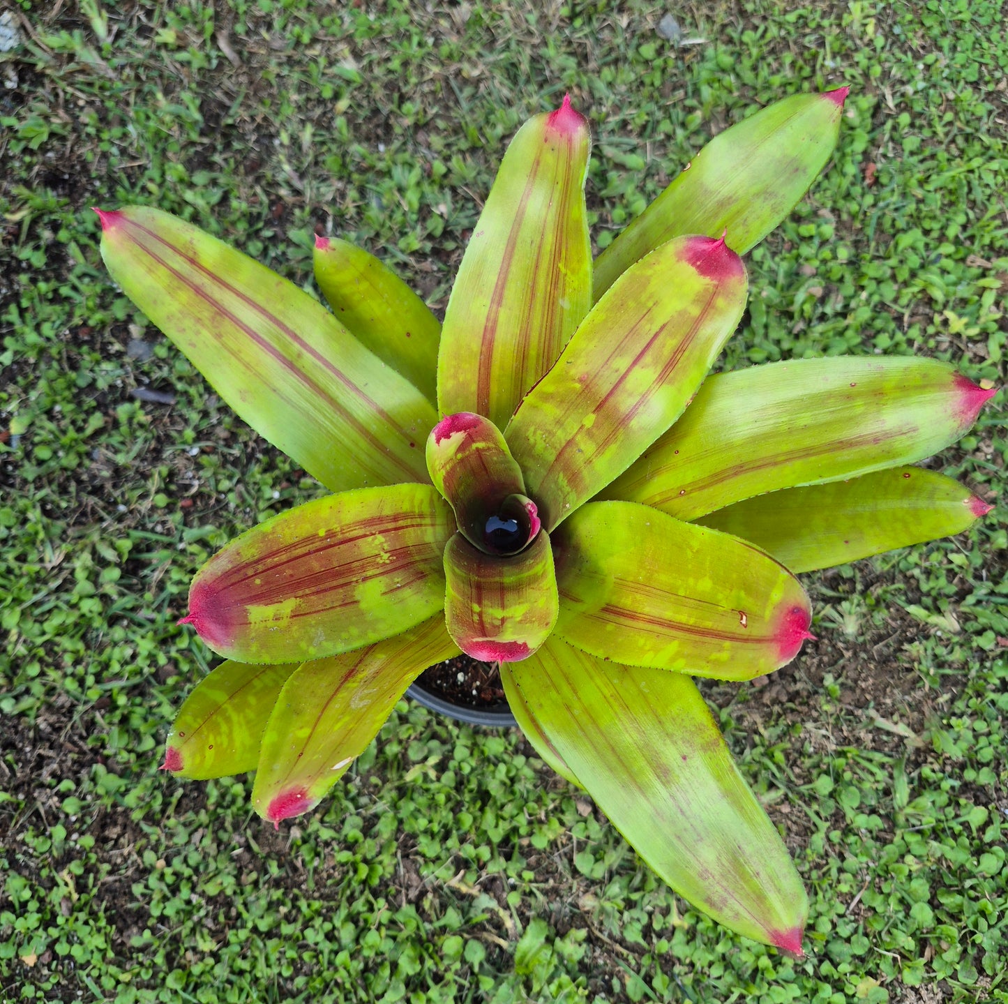NEOREGELIA MAYA