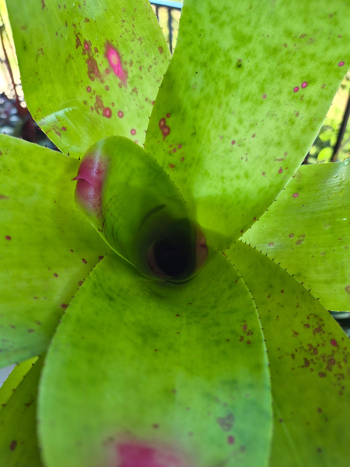 NEOREGELIA JOHANNIS