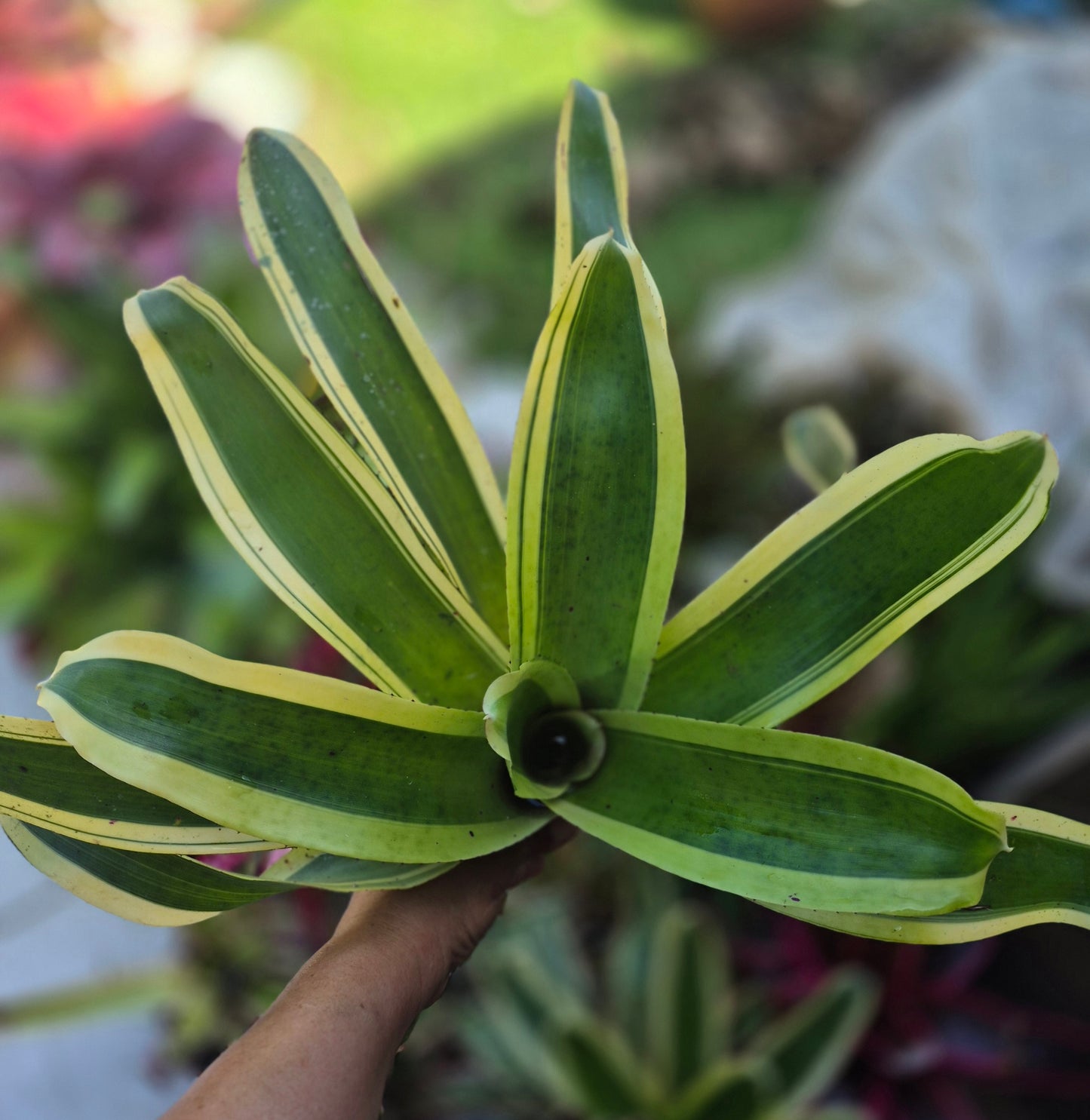 NEOREGELIA 'INK-WELL' (ALBO-MARGINATED) - "CHESTER SKOTAK"