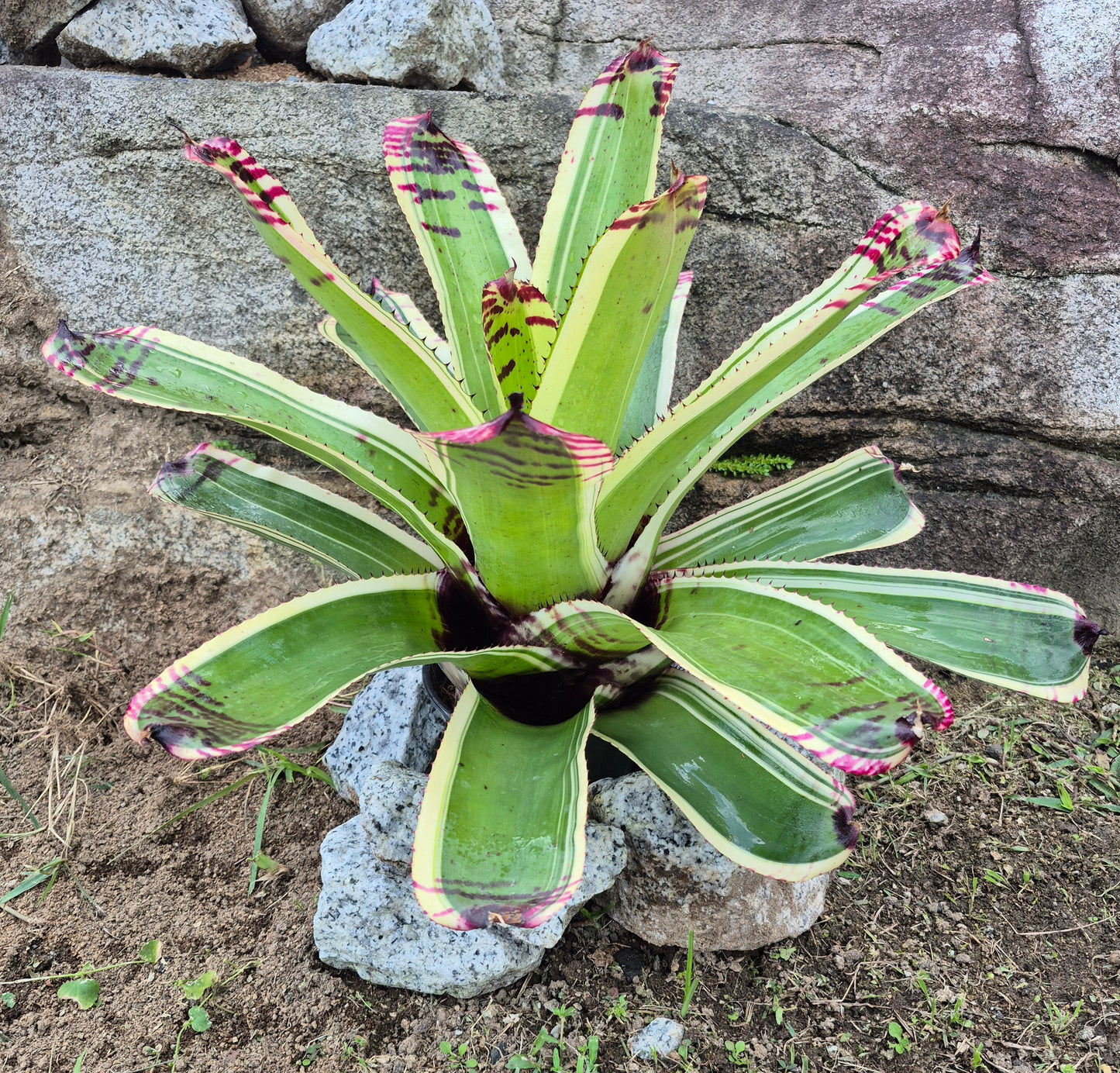 NEOREGELIA 'SK0TAK'S' BAZOOKA