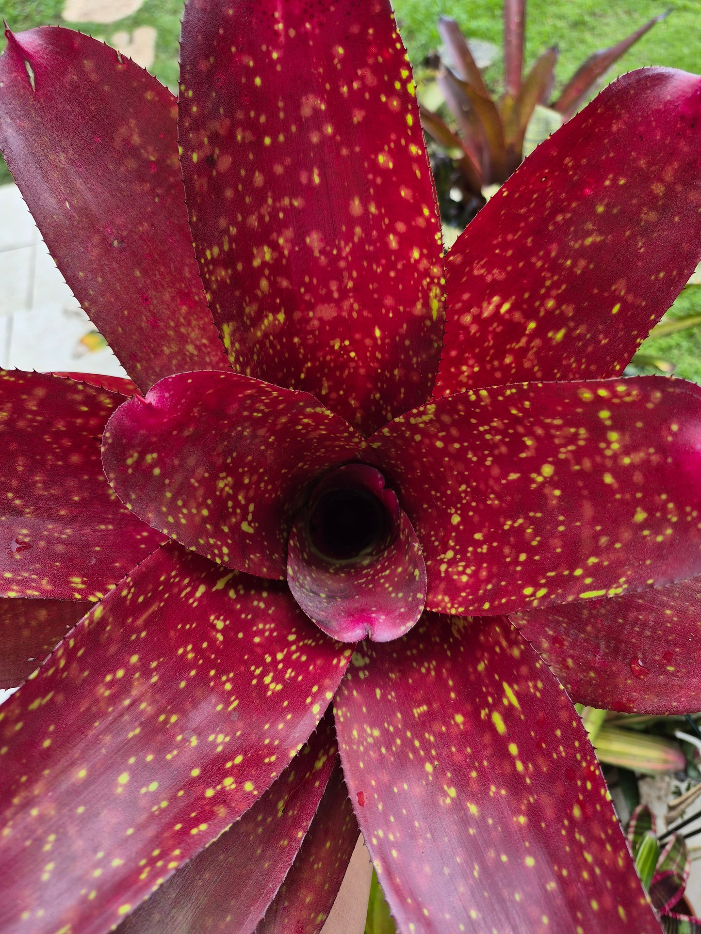 NEOREGELIA ANDREA