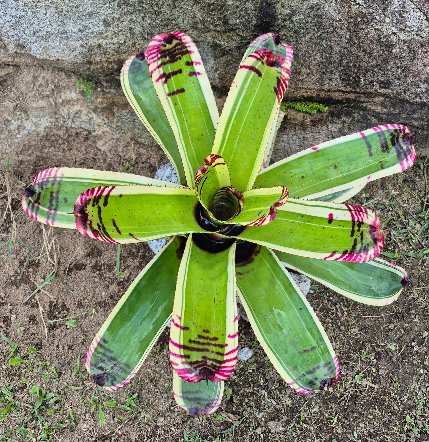 NEOREGELIA 'SK0TAK'S' BAZOOKA