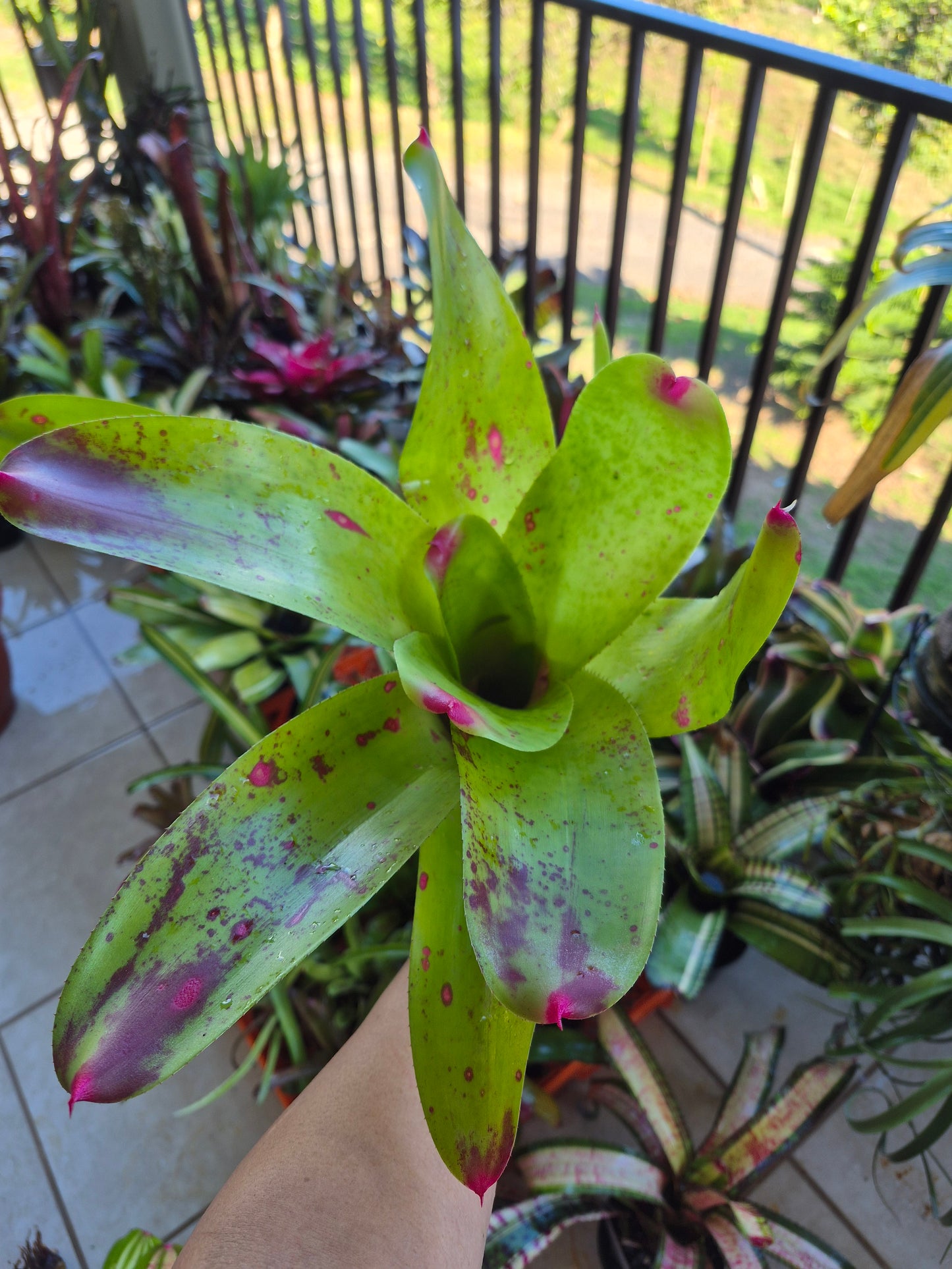 NEOREGELIA JOHANNIS