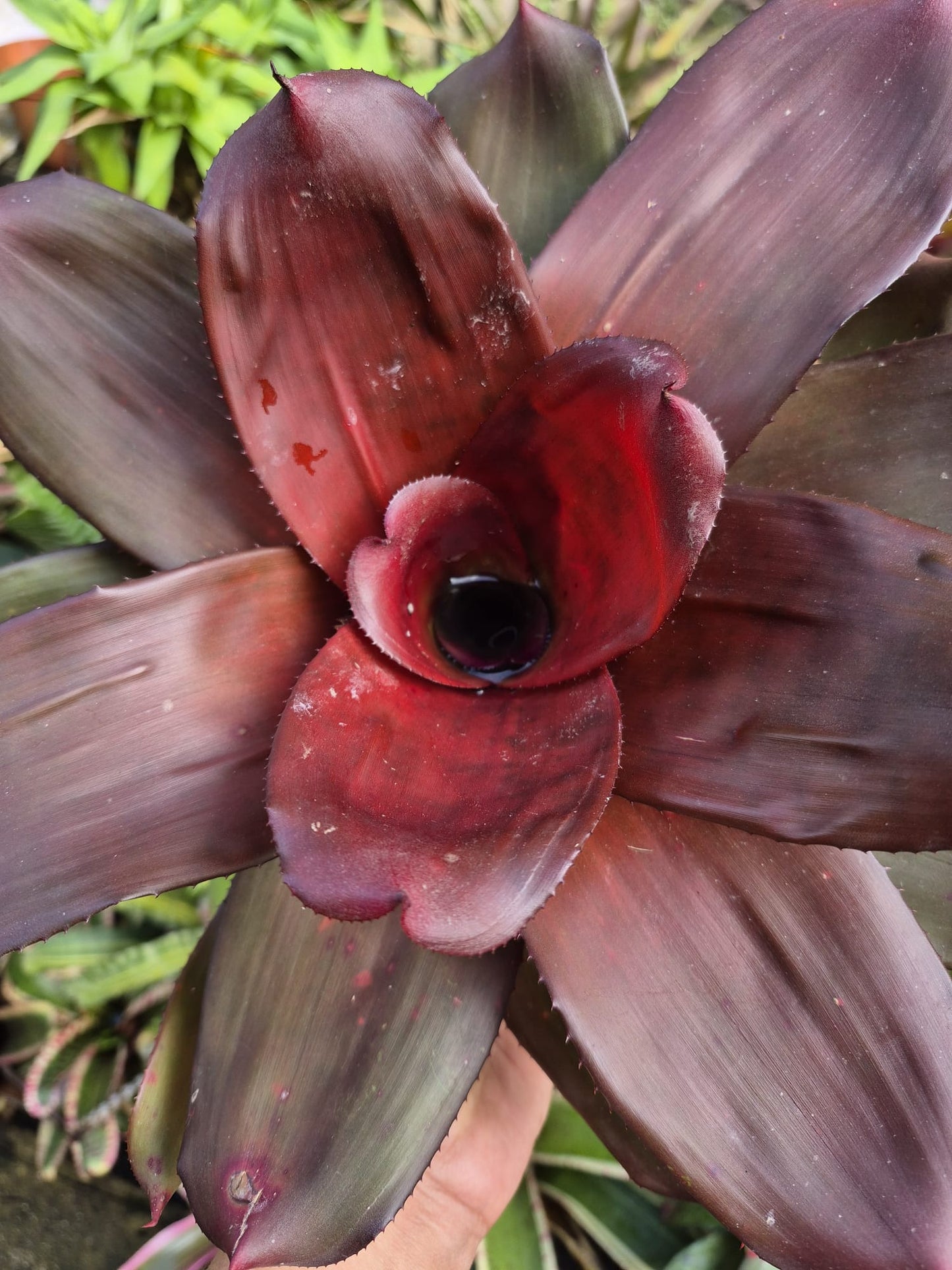 NEOREGELIA ROYAL CORDOVAN