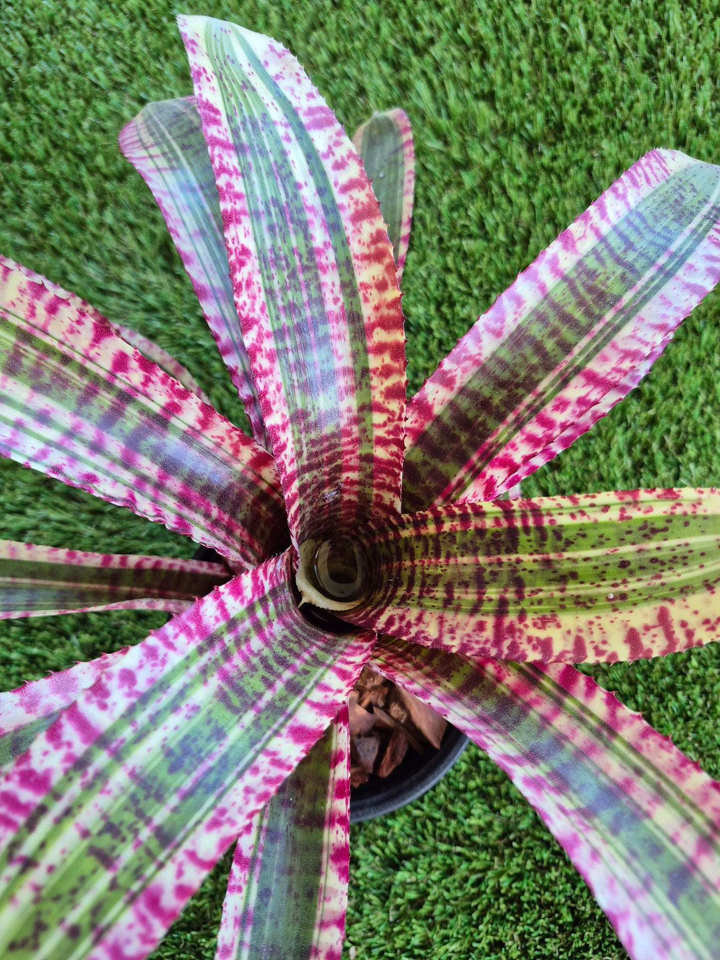 Neoregelia "Hypnotic"