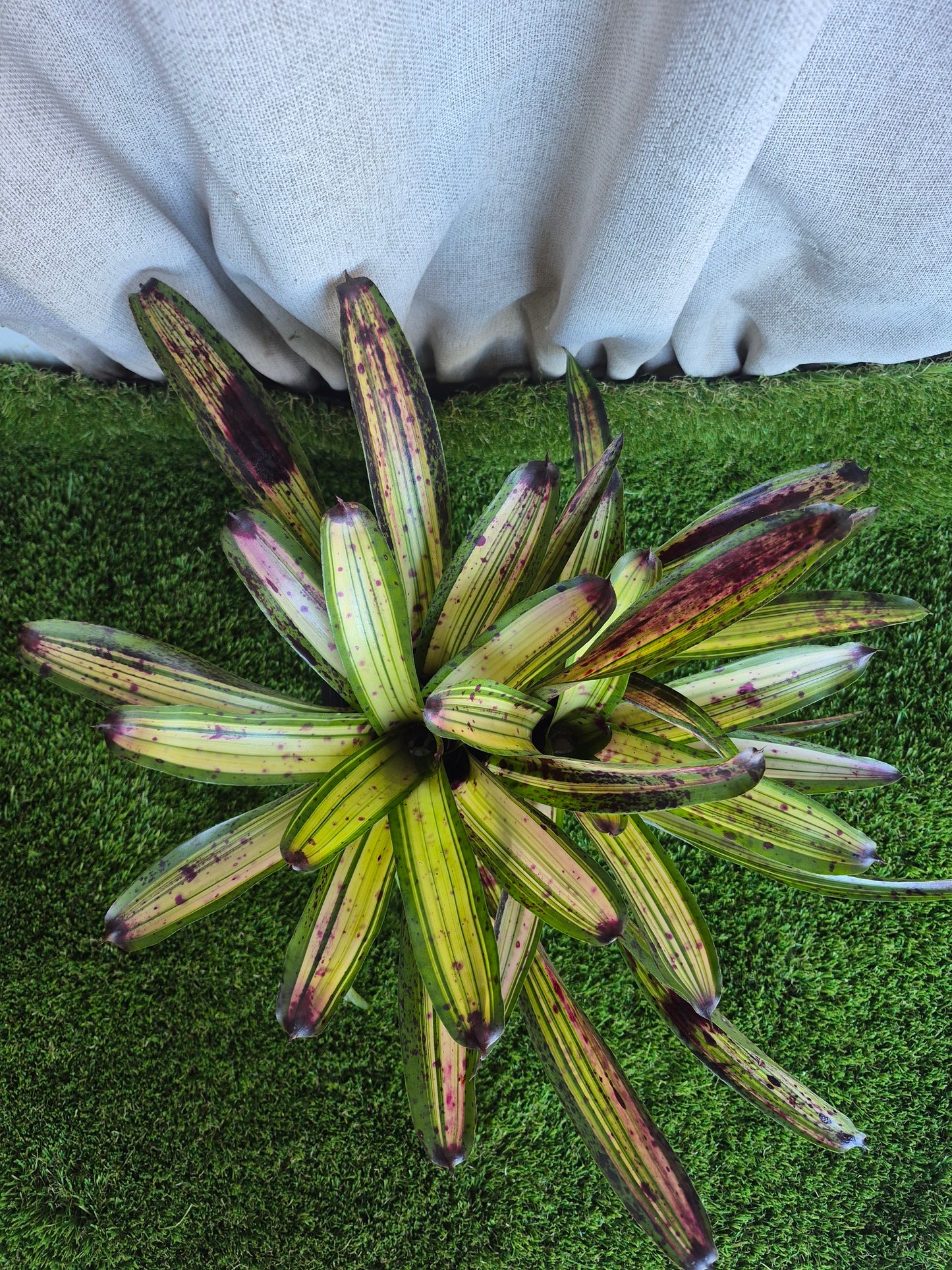 Neoregelia Blueberry Crisp (Lisa Vinzant)