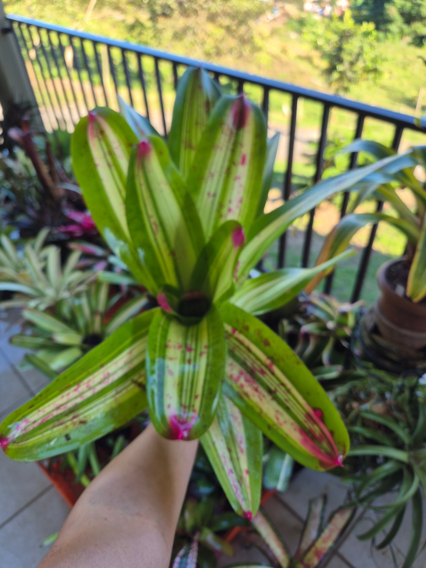 NEOREGELIA JOHANNIS DEROLF