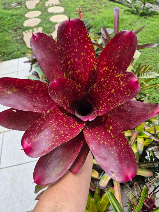 NEOREGELIA ANDREA