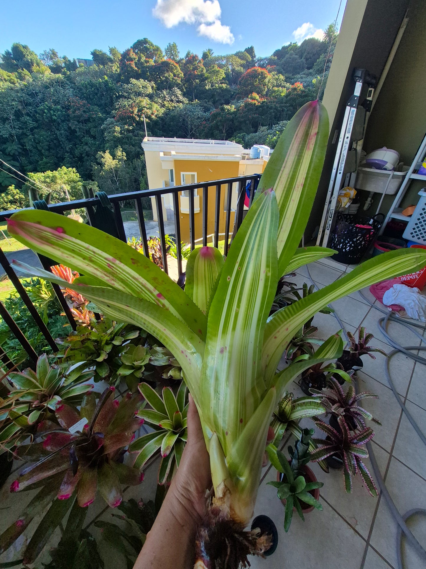 NEOREGELIA JOHANNIS DEROLF