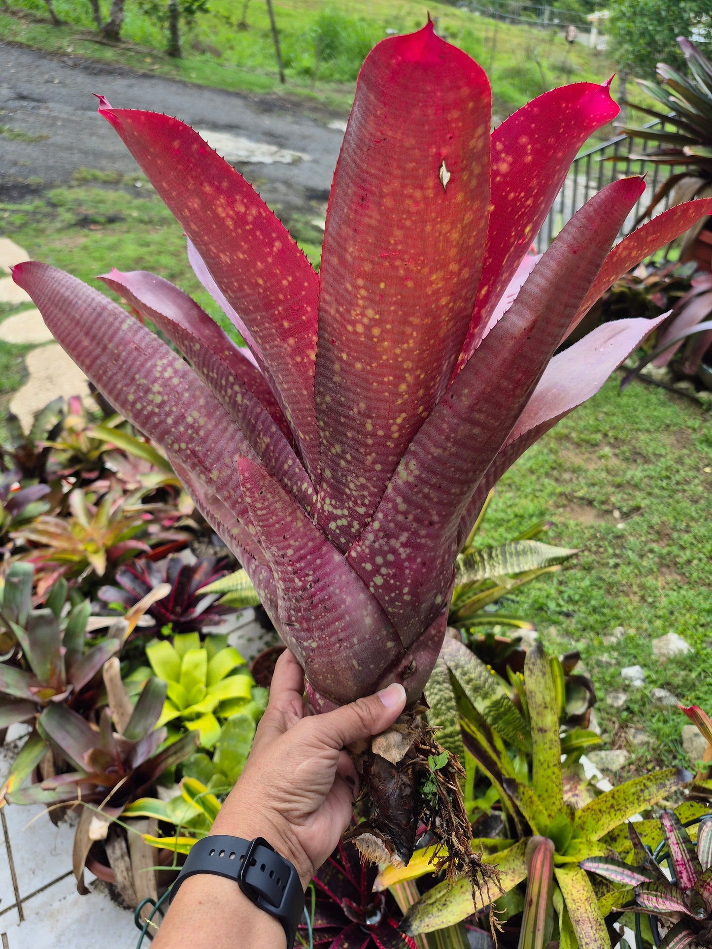 NEOREGELIA ANDREA