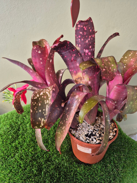 BILLBERGIA MIZ MOLLIE (COLECCION-Adulta)