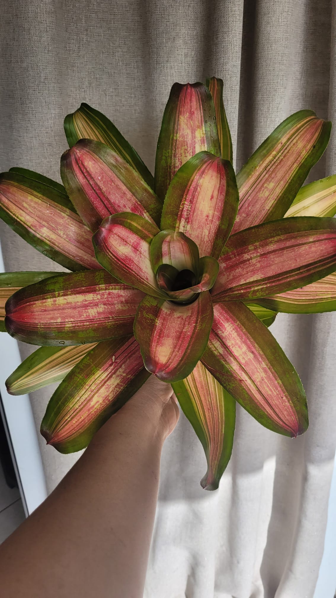 NEOREGELIA LEO