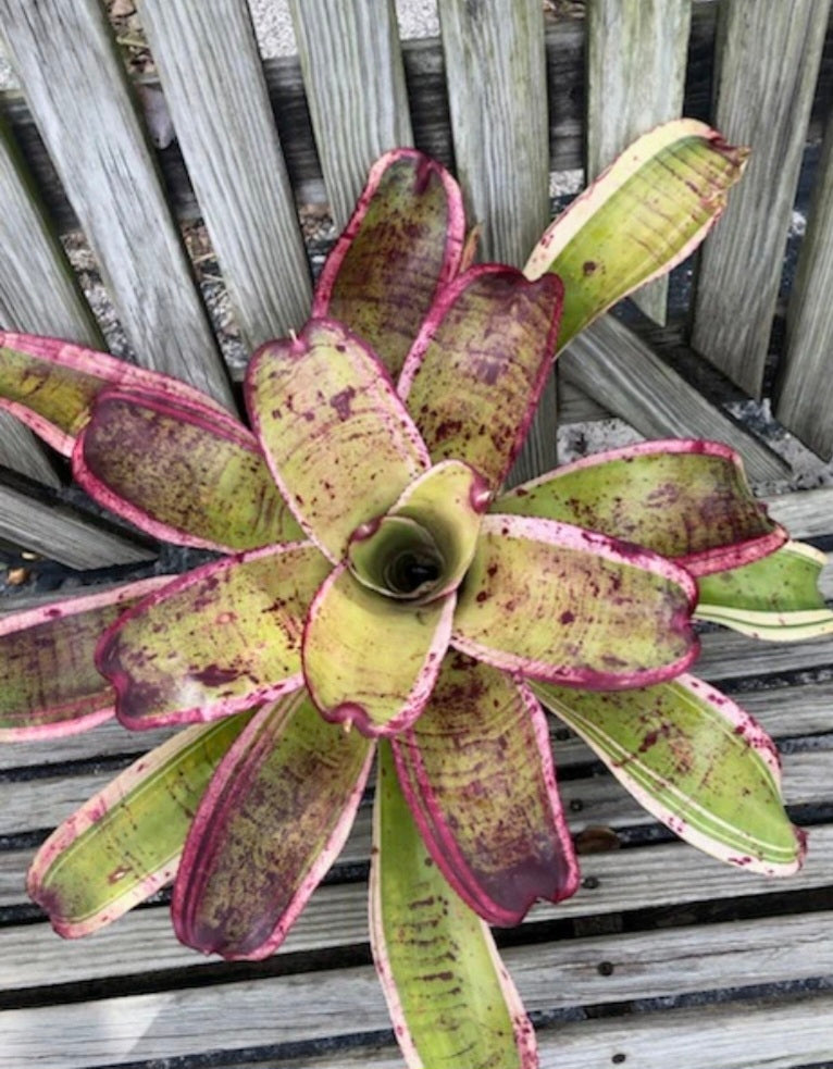 NEOREGELIA 'RED LIGHT SPECIAL'