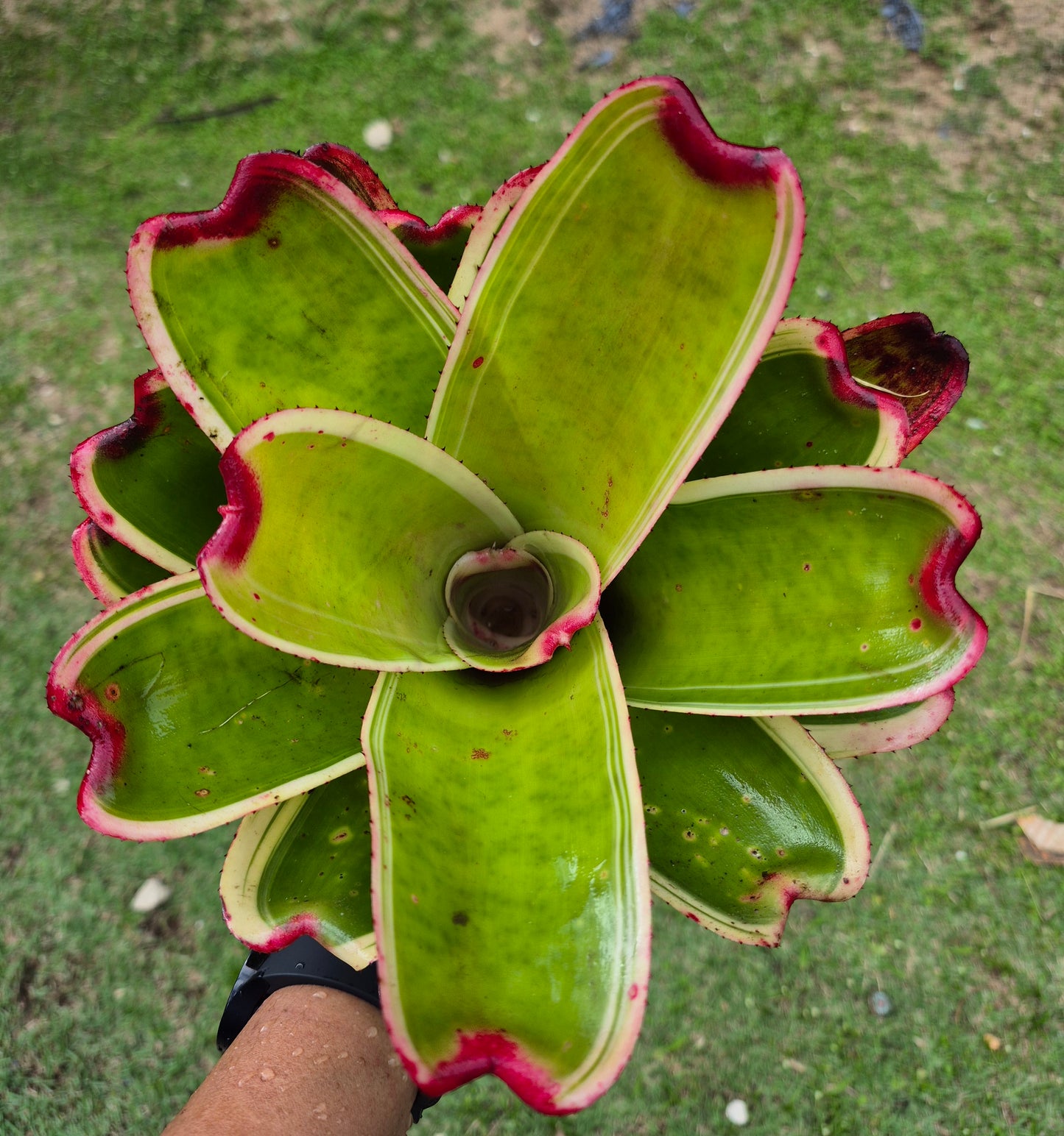 NEOREGELIA 9N X SNOWDEN (hijo)