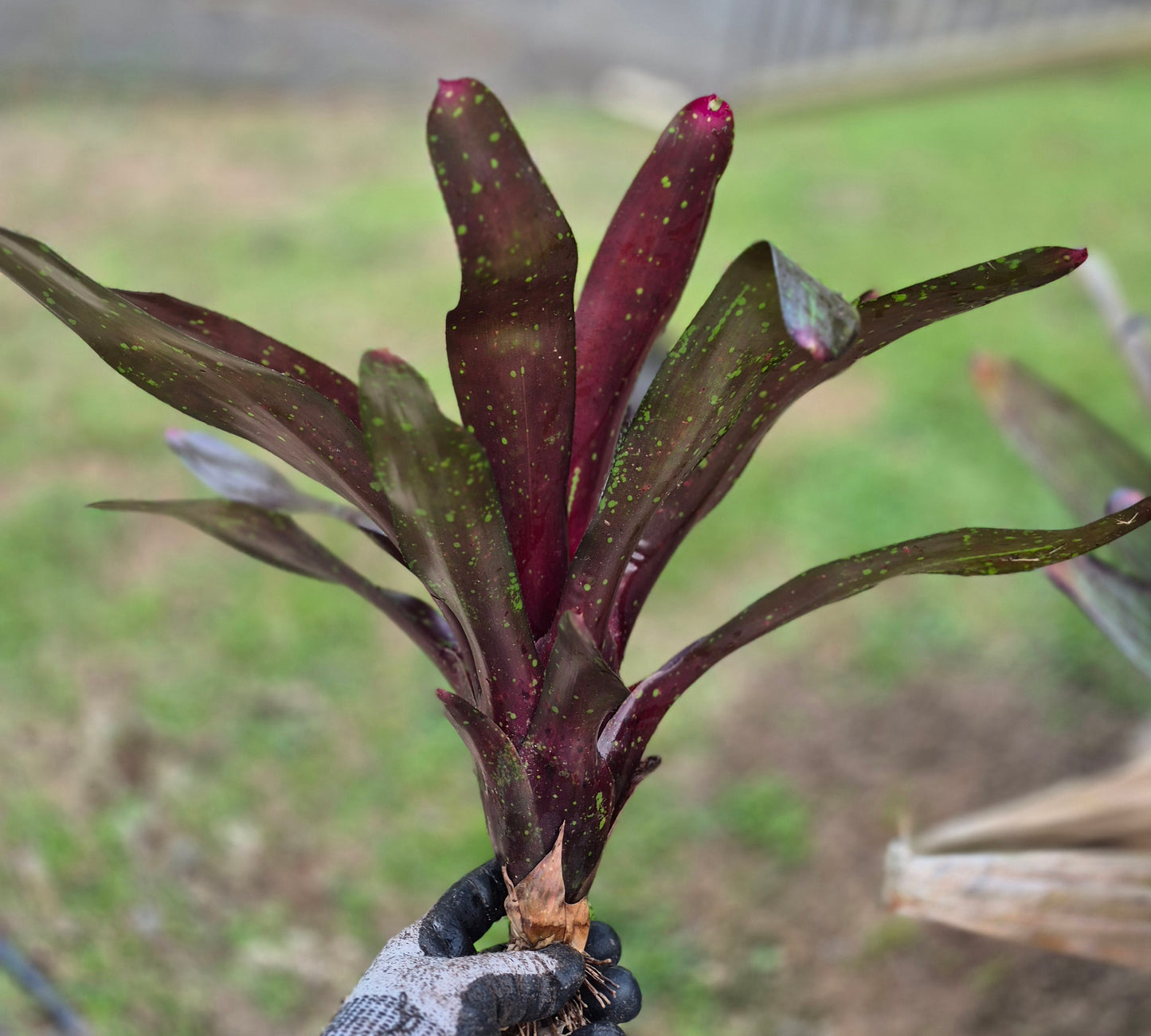 NEOREGELIA ROYAL BURGUNDY
