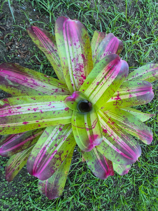 NEOREGELIA JOHANNIS DEROLF