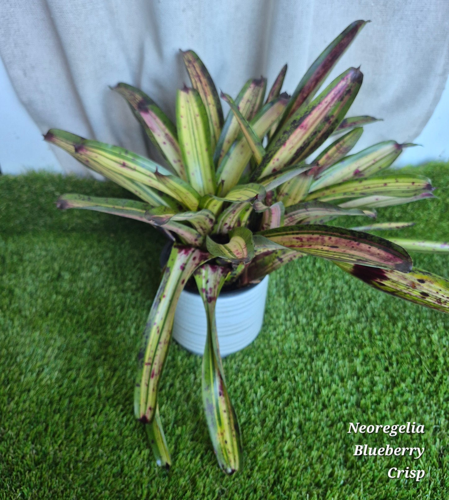 Neoregelia Blueberry Crisp (Lisa Vinzant)