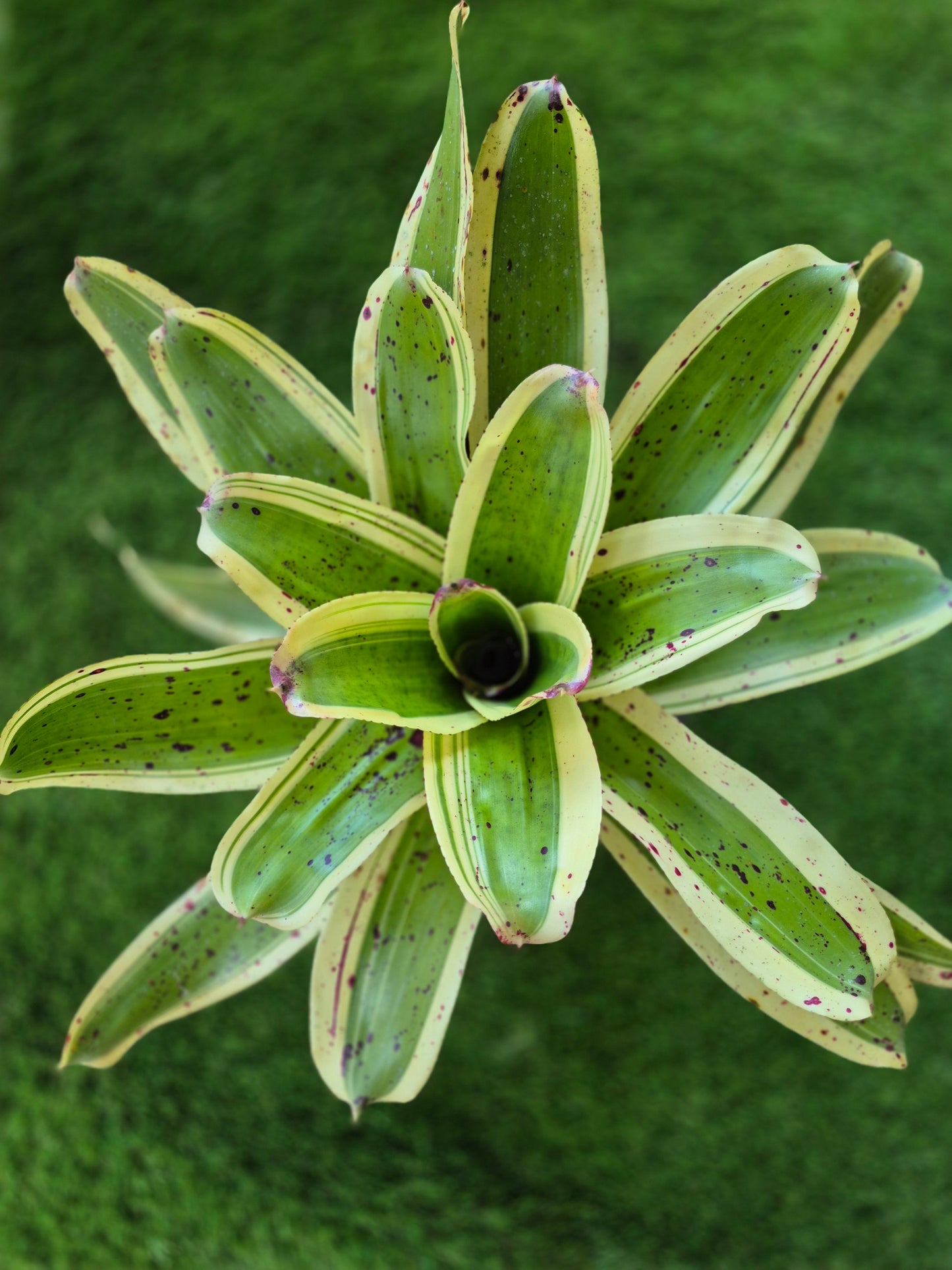 NEOREGELIA 'INK-WELL' (ALBO-MARGINATED) - "CHESTER SKOTAK"