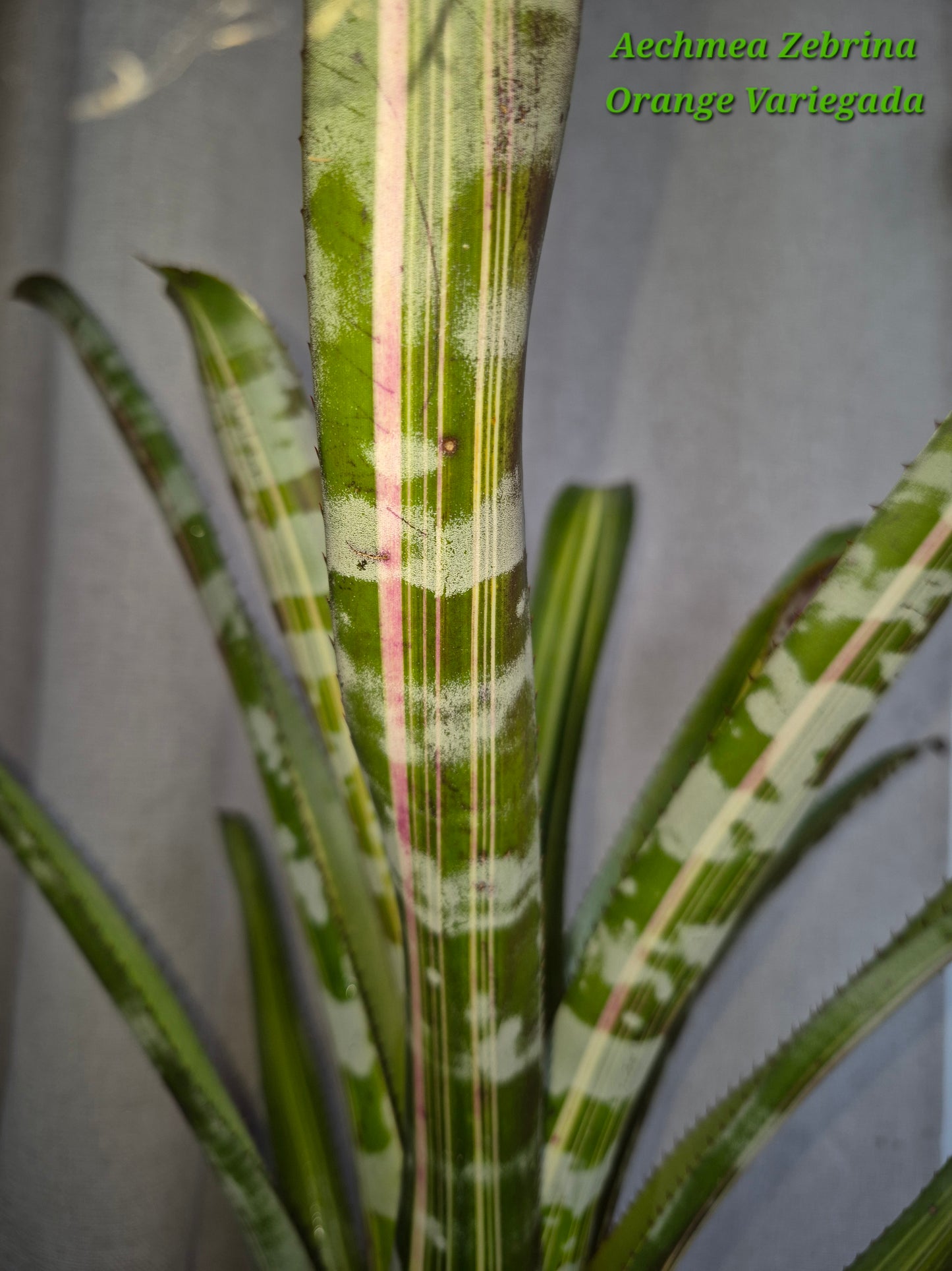 AECHMEA ZEBRINA ORANGE VARIEGATA
