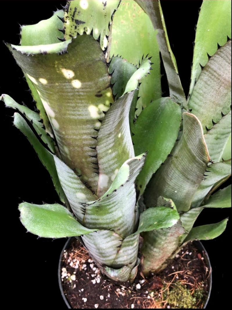 🪷 BILLBERGIA KAHAKAI