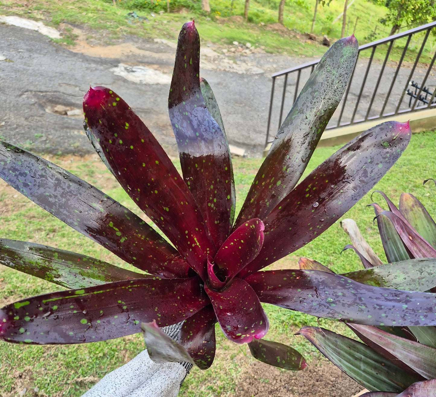 NEOREGELIA ROYAL BURGUNDY