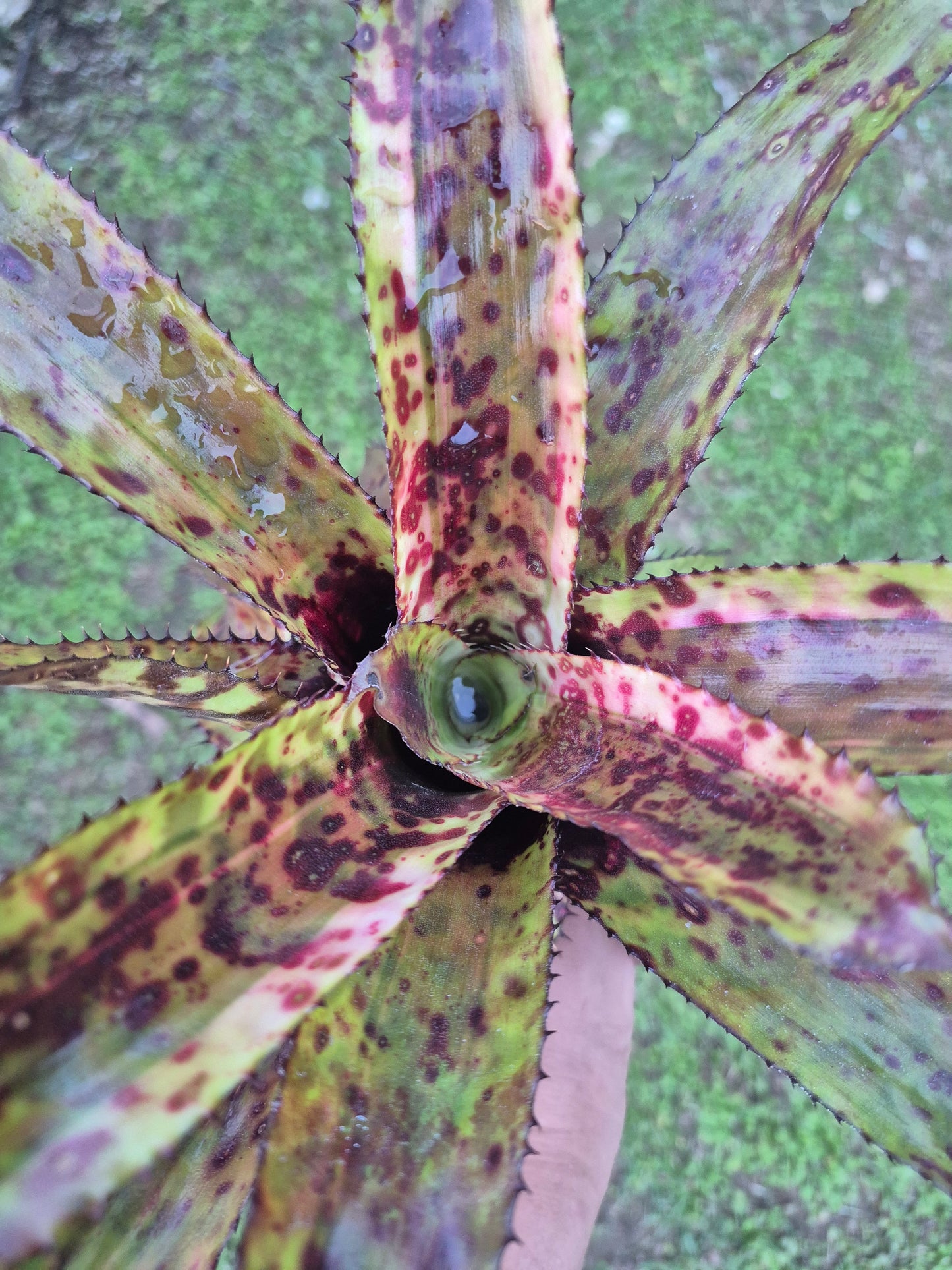 AECHMEA ORLANDIANA DARK CLON