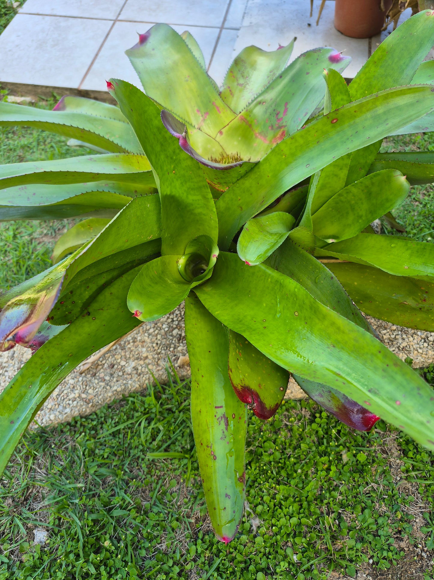 NEOREGELIA YELLOW DELICIOUS  - ELMORE, J.