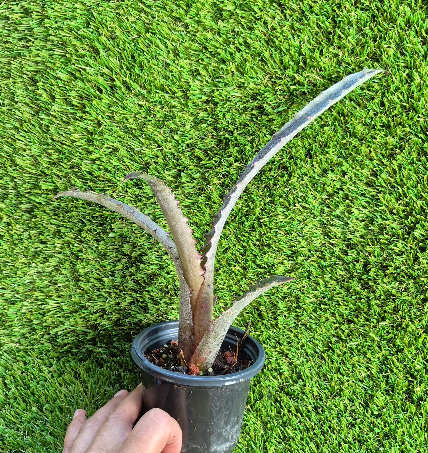 🪴 HOHENBERGIA OUCHI