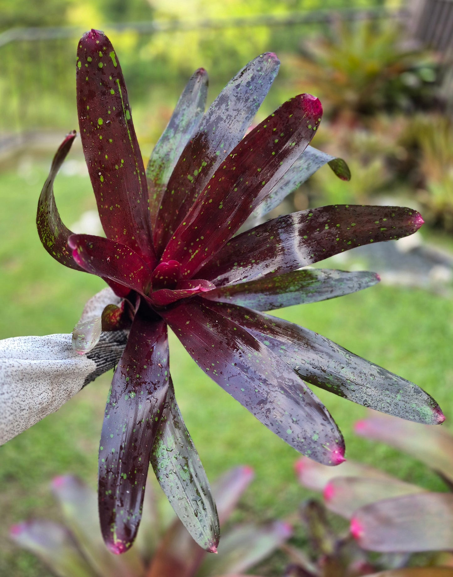 NEOREGELIA ROYAL BURGUNDY