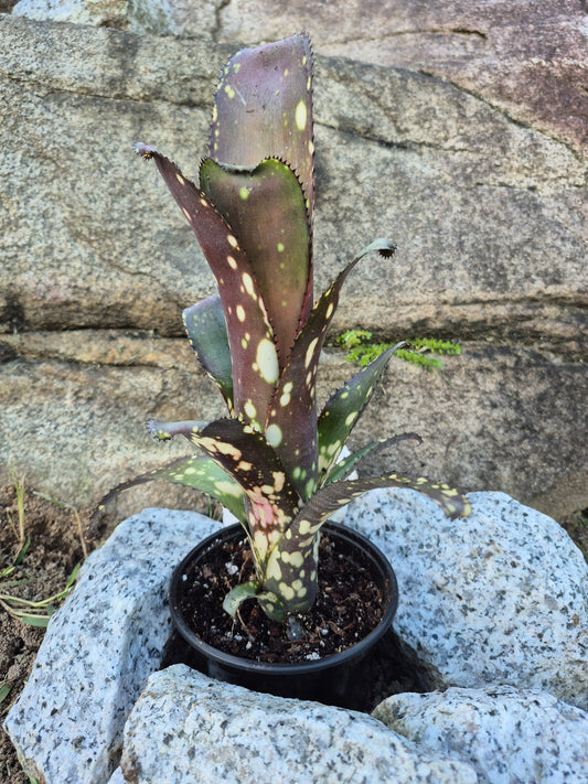BILLBERGIA OLÉ
