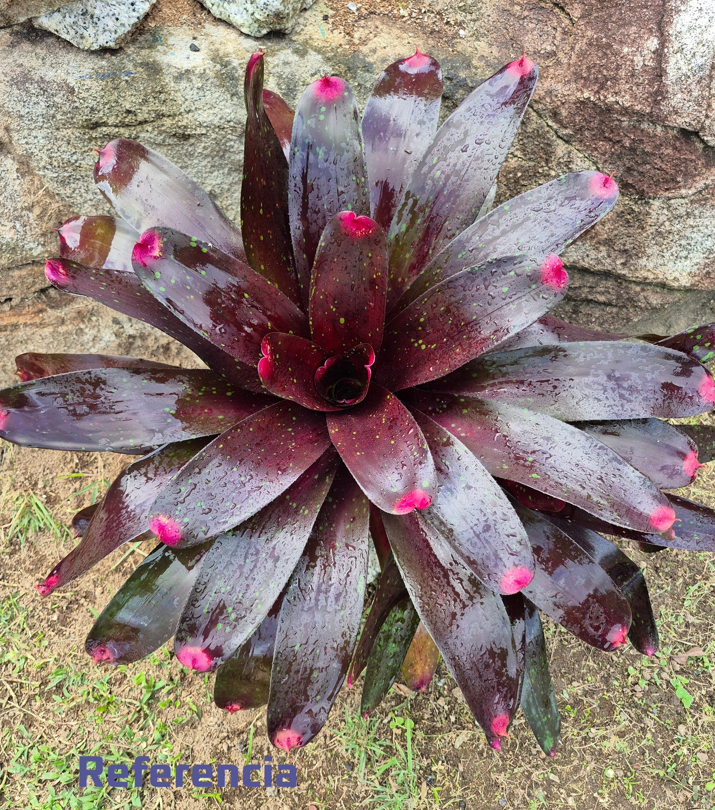 NEOREGELIA ROYAL BURGUNDY