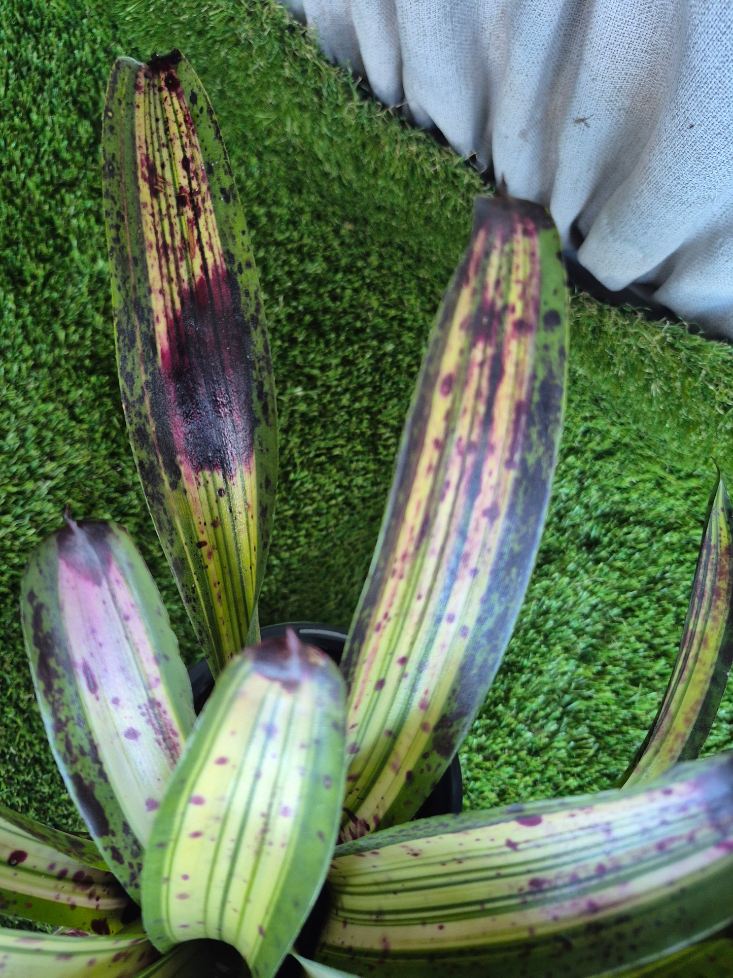 Neoregelia Blueberry Crisp (Lisa Vinzant)