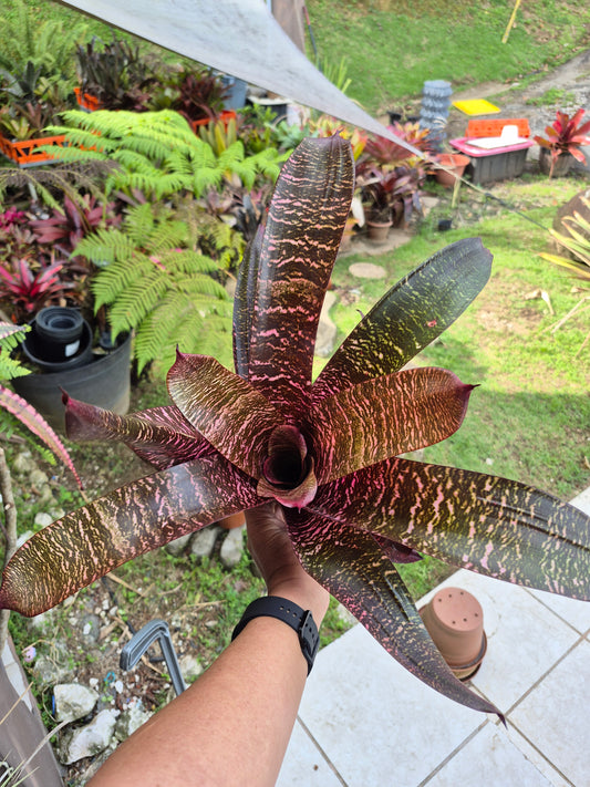 🪷 VRIESEA CHOCOLATE RASPBERRY (Colección)